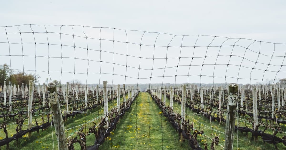 North Fork Wineries & a Cannabis Weekend