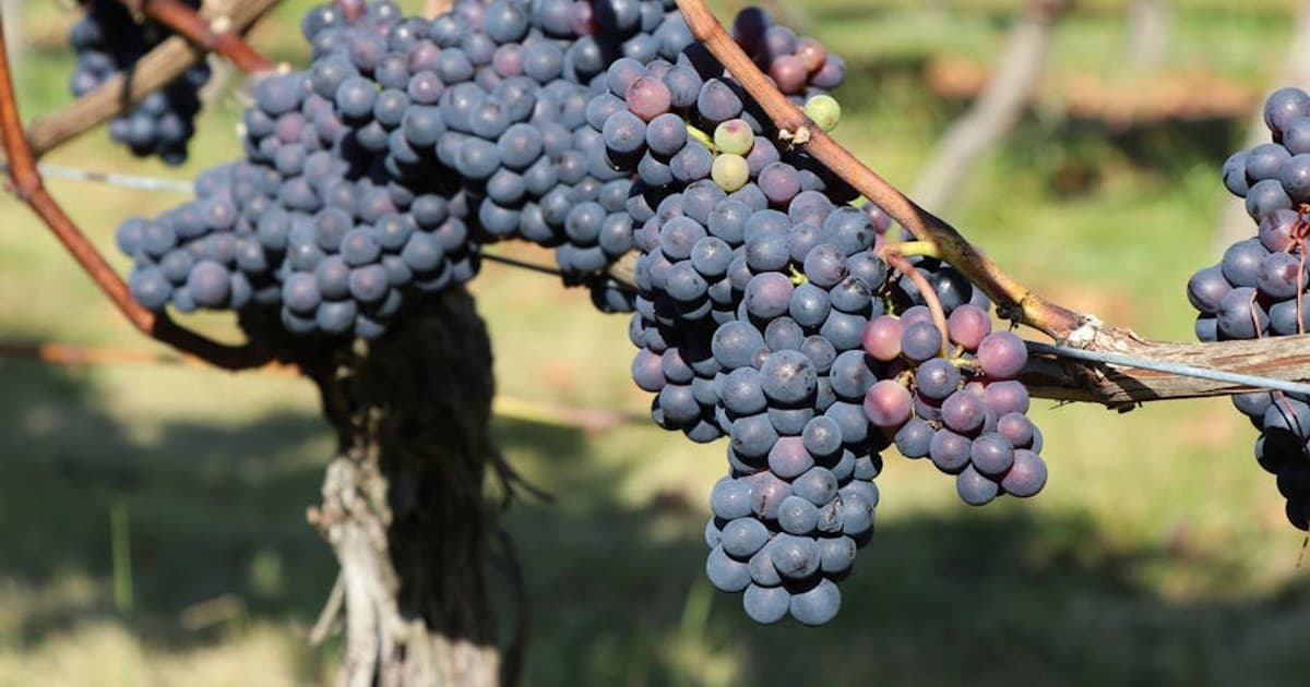 Long Island Weekend BBQ + Cannabis Pairing, the Backyard Template