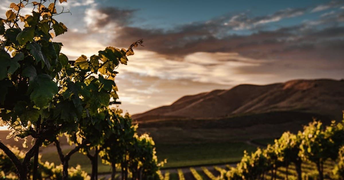 Long Island Gold Coast Cannabis Shift, North-Shore Evenings