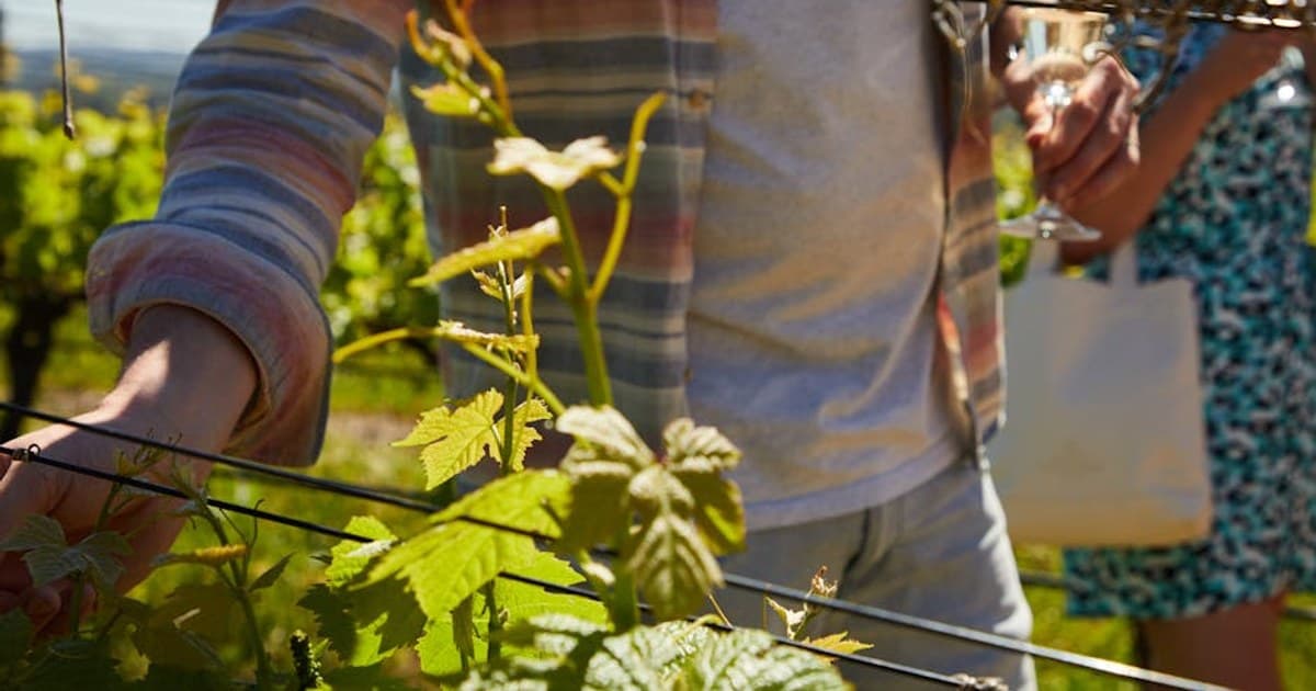 North Fork Fall Harvest Cannabis Weekend, the Wine-Country October
