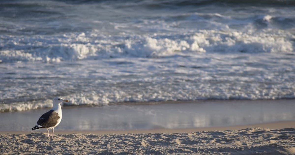 Ocean Beach on Fire Island, the Private-Share-House Cannabis Scene