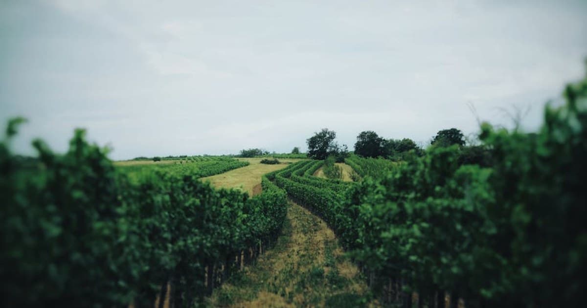 North Fork Cannabis Supper Club Scene, Winery Pairings