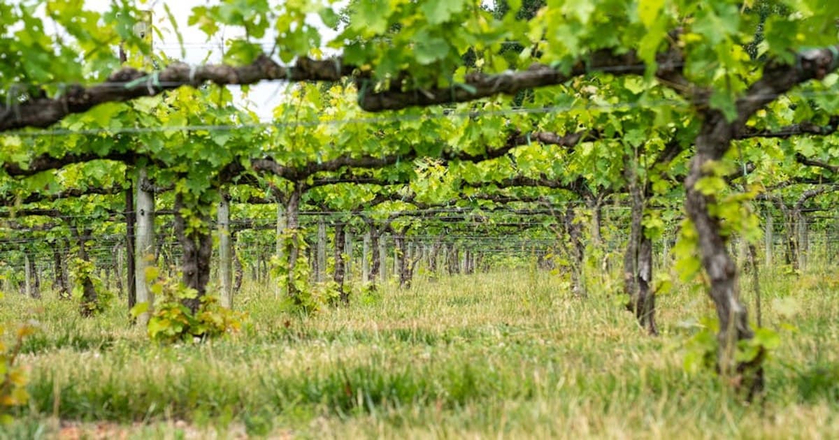 North Fork Winery Cannabis Day Trip, Cutchogue to Southold