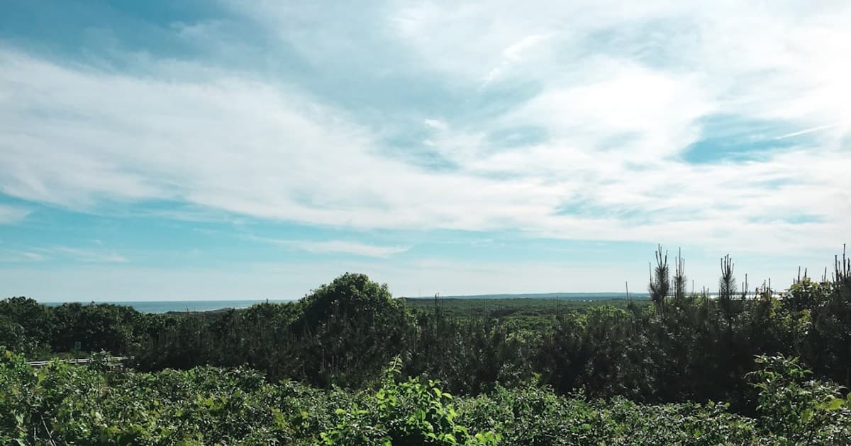 Cannabis for Arthritis: Research on Cannabinoids and Joint Pain