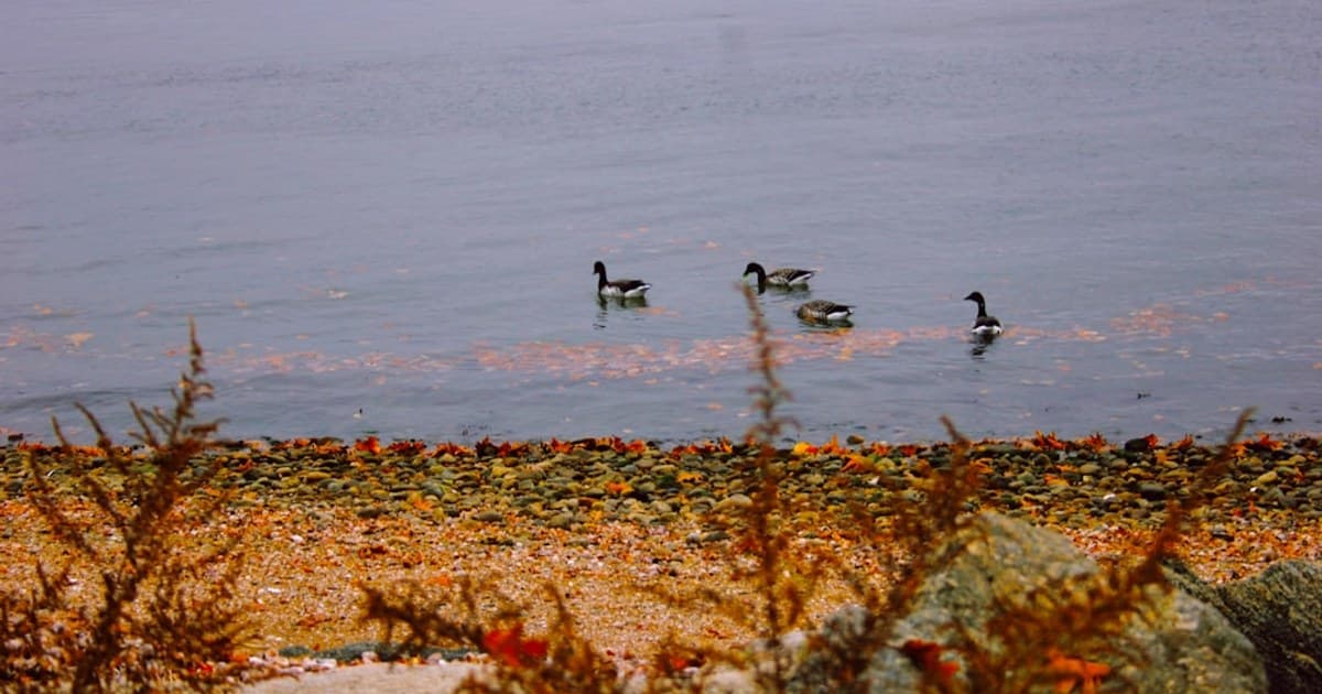 Edibles 101: How They Work, Dosing Tips, and What to Expect