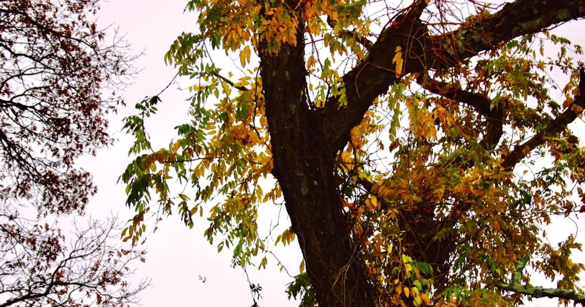 Cannabis Consumption Methods Compared: Smoking, Vaping, Edibles, and More