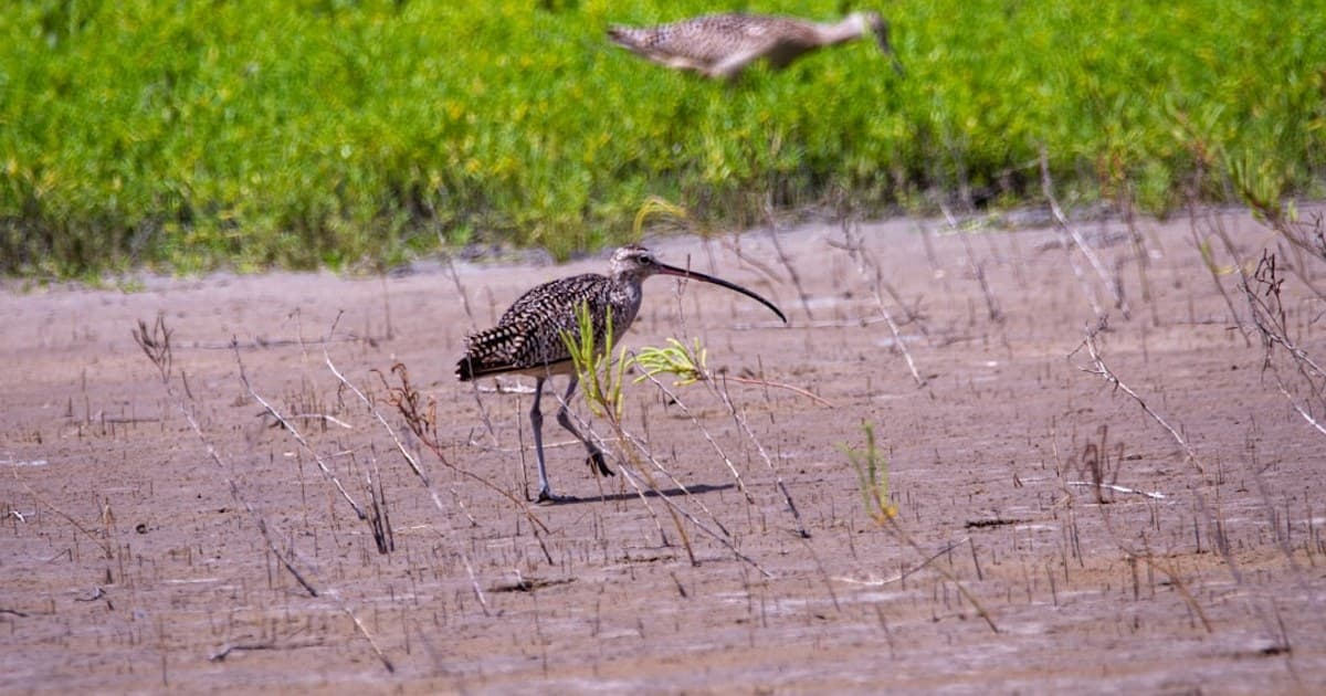 Cannabis and Pets: Is It Safe? What Every Pet Owner Should Know