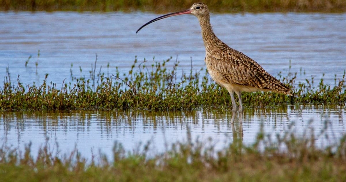 Indoor vs. Outdoor Cannabis Growing: Pros, Cons, and Key Differences