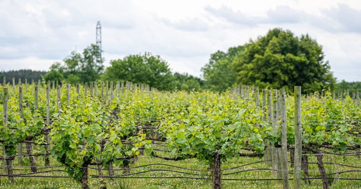 Cannabis for Inflammation: How Cannabinoids Interact with the Immune System