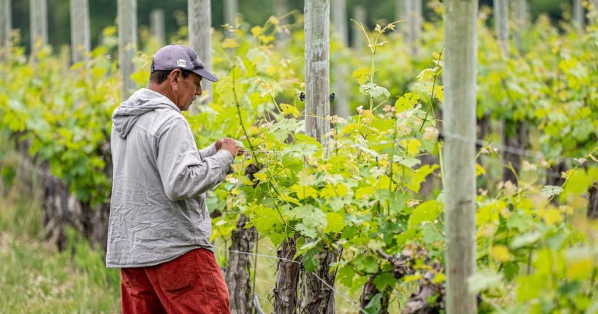 Is Cannabis Addictive? Understanding Cannabis Use Disorder