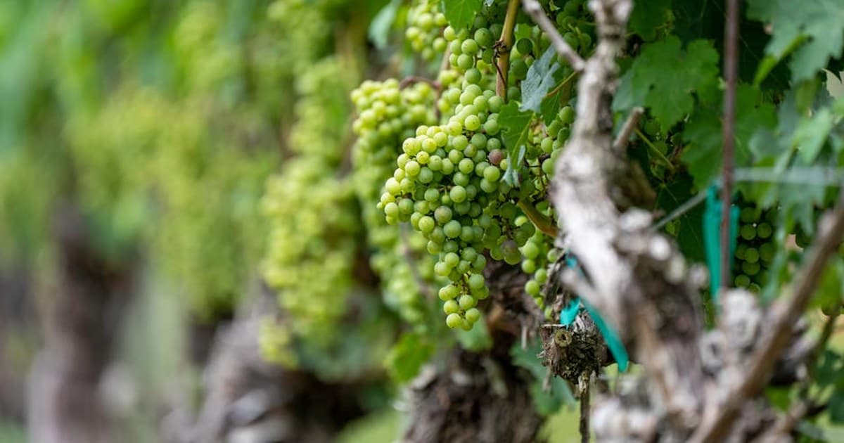 Cannabis and Driving: Laws, Risks, and What the Research Shows