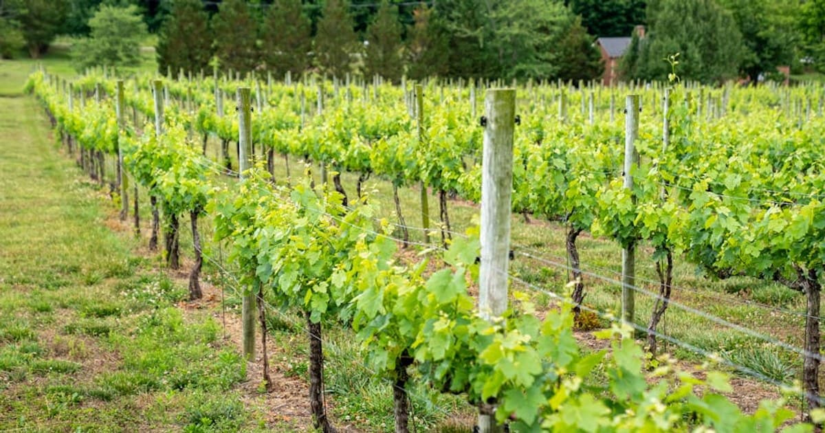 How to Read a Cannabis Product Label: Lab Results, Potency, and More