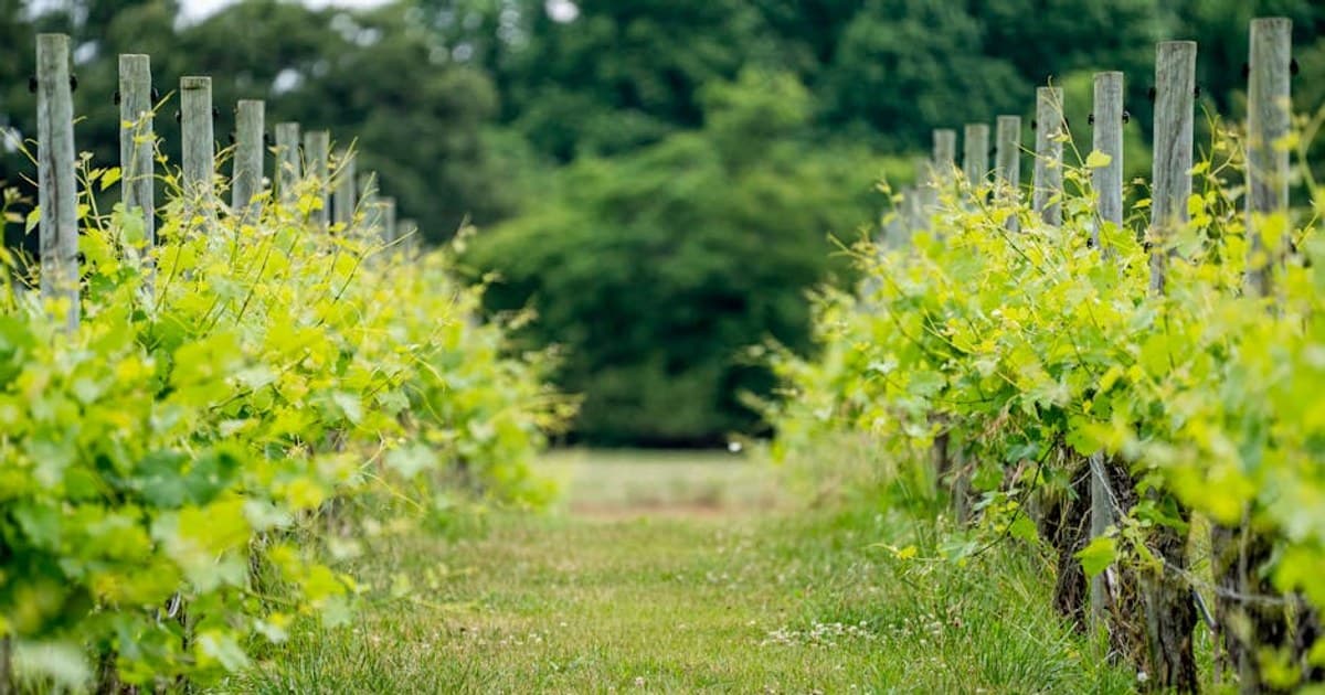 Live Resin vs. Live Rosin vs. Distillate: What's the Difference?