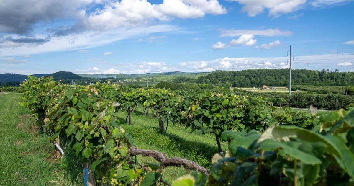 Cannabis Capsules and Softgels: A Discreet, Dose-Controlled Option