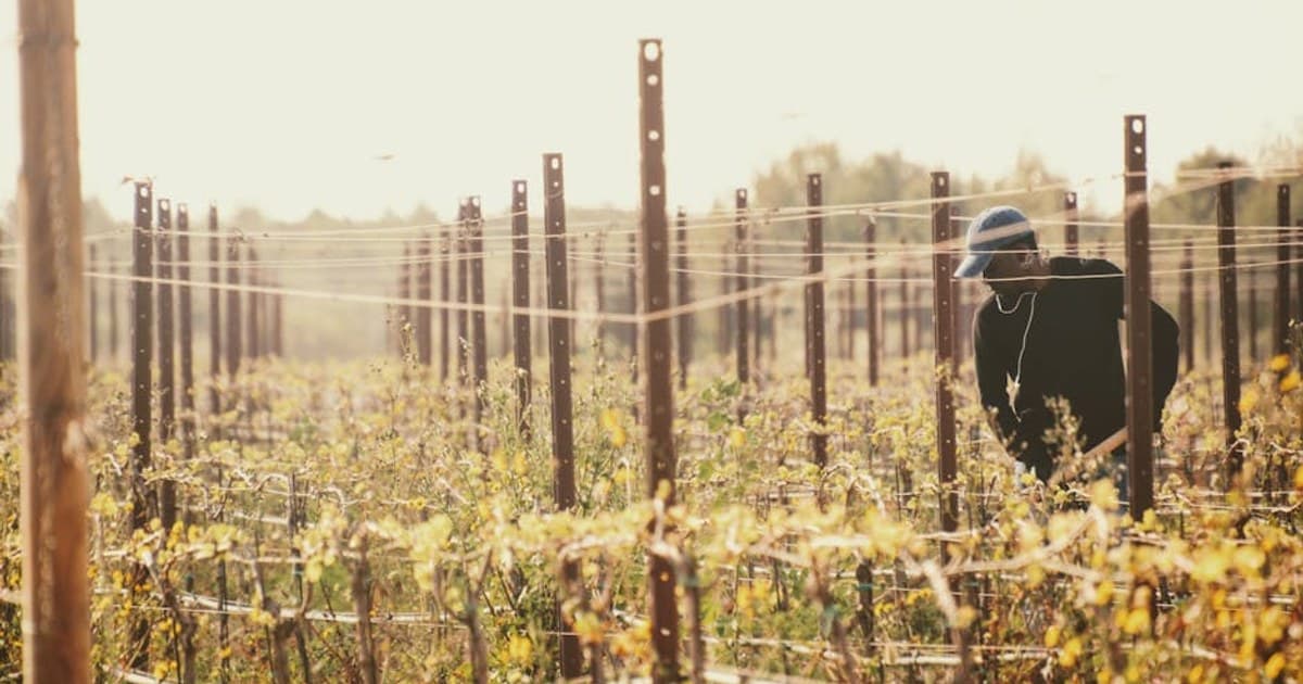 Cannabis Concentrates and Extracts: A Beginner's Overview