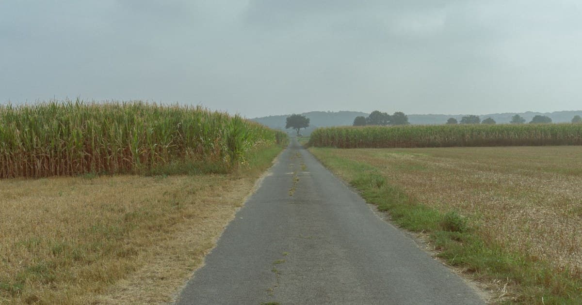 A peaceful rural road lined with cornfields under a cloudy sky in Wassenberg, Germany.